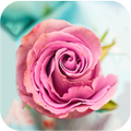 Rose Wallpapers