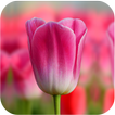 Tulipes Fond d'écran