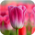 Tulipes Fond d'écran icône