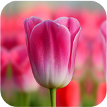 ट्यूलिप वॉलपेपर