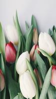 Tulipes Fond d'écran Affiche