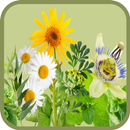 Curarse con plantas medicinales APK