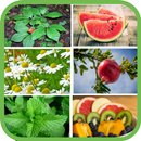Plantas y frutas medicinales gratis aplikacja