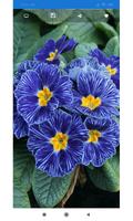1 Schermata Blue Flower Wallpaper