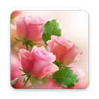 Pink Rose Wallpaper icône