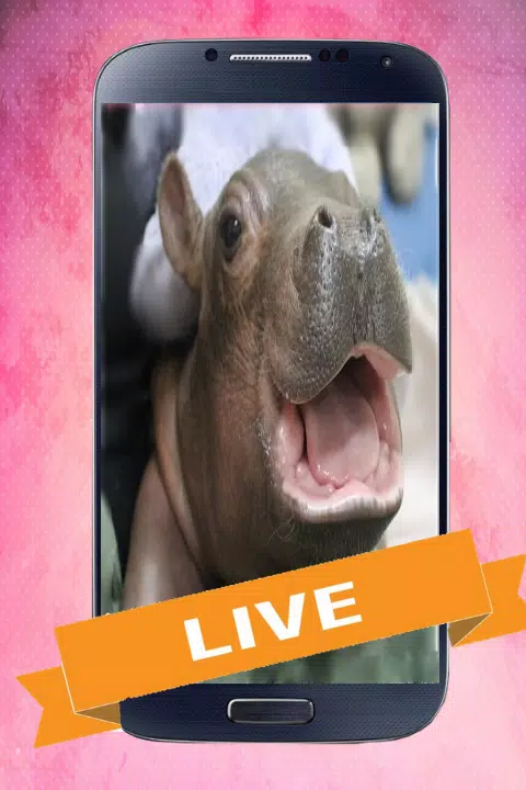 Baby Hippo Live Wallpaper APK for Android Download Baby Hippo Live Wallpaper APK for Android Download
