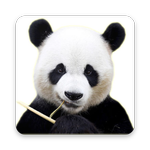 Funny Panda Live Wallpaper APK