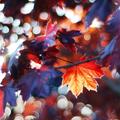 Fall Wallpapers 2022