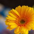 Flowers Wallpapers