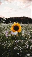 Flowers Wallpapers screenshot 3