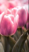 Flowers Wallpapers screenshot 1
