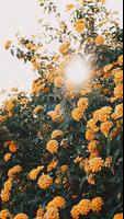 Flowers Wallpapers screenshot 2