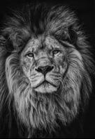 Lion Wallpapers 2022 capture d'écran 1