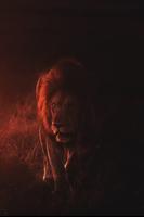 Lion Wallpapers 2022 capture d'écran 2