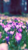 Spring Wallpapers 2022 پوسٹر