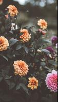 Spring Wallpapers 2022 اسکرین شاٹ 2