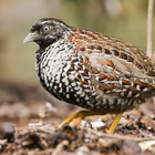 Barred buttonquail Sounds icon