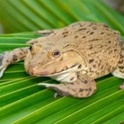 เสียงกบ,เขียด,อึ่ง أيقونة