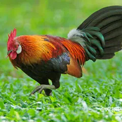 เสียงไก่ป่าขันต่อ XAPK 下載