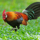 ikon Red ayam hutan berkokok