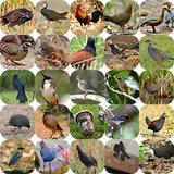 Cantos de aves en Tailandia icono