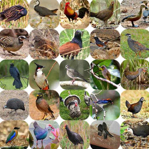 Vogelstimmen in Thailand
