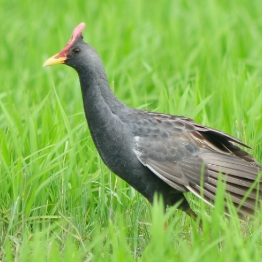 Watercock Bird Sound