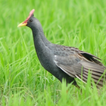 Watercock Bird Sound