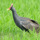 Watercock Bird Sound icon