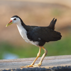 Weißbrust-Wasserhuhn Zeichen