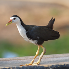 White-breasted waterhen Sounds icon