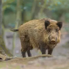 Appp.io - Wildschwein Sounds APK Herunterladen