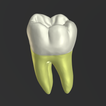”3D Tooth Anatomy