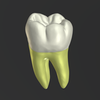 3D Tooth Anatomy 아이콘