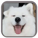 APK Figurinhas de Cachorros