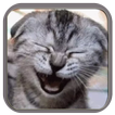 Figurinhas de Gatos