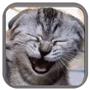 APK Figurinhas de Gatos