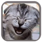 Figurinhas de Gatos simgesi