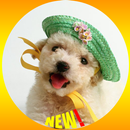 Bichon Frise Puppy  Wallpaper APK