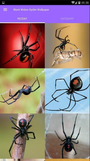 Black Widow Spider Wallpaper APK for Android Download Black Widow Spider Wallpaper APK for Android Download