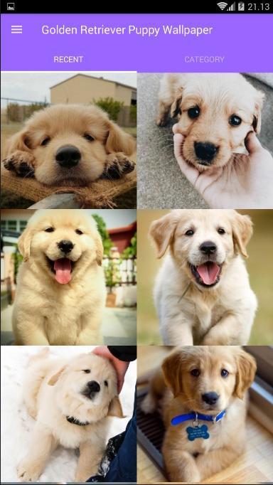 Golden Retriever Puppy Wallpaper APK for Android Download Golden Retriever Puppy Wallpaper APK for Android Download