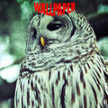 Owl Wallpaper
