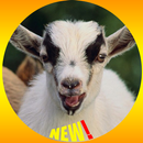 Pygmy Goat Wallpaper HD APK