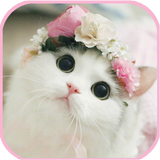 cat Wallpapers - cute kitten i