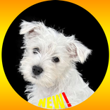 West Highland Puppy Wallpaper