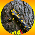 Tiger Salamander Wallpaper HD