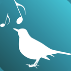 Amsel – Build up your Voice-icoon