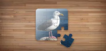 Bird Puzzle Games