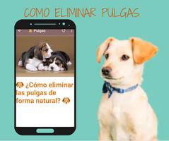 🐶 Remedios Caseros Para Perro 截图 1