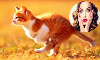 Cat Photo Frames screenshot 1